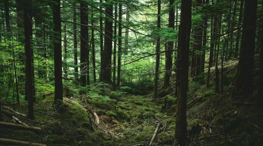 Hogyan kerülhetik el a gazdák a legnagyobb erdőgazdálkodási hibát?