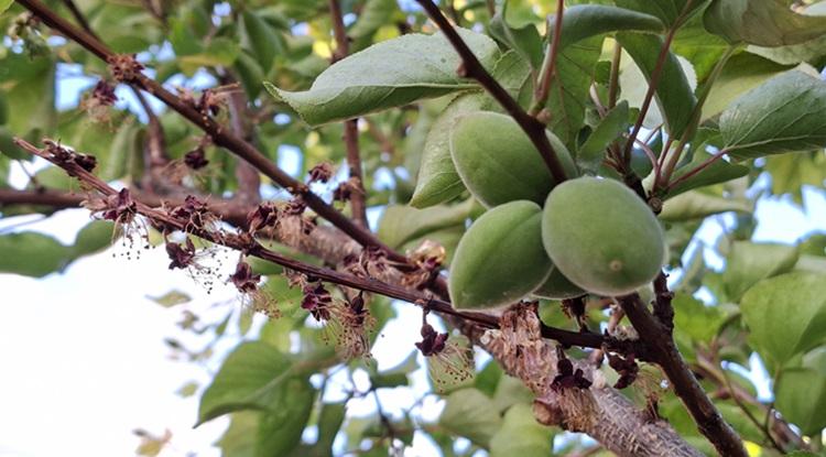 Az aszály, a hideg és a monília egyszerre teszi próbára a kajszit