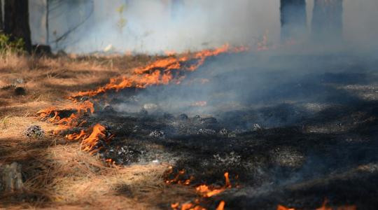Elrendelték a tűzgyújtási tilalmat: bármelyik pillanatban felcsaphatnak a lángok