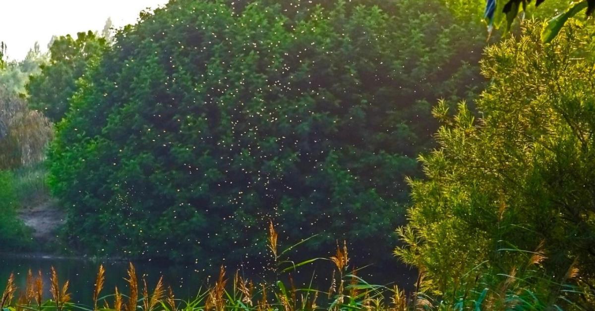 Kezdődik a hajsza a Balatonnál: már megjelentek a lárvák a vízben!