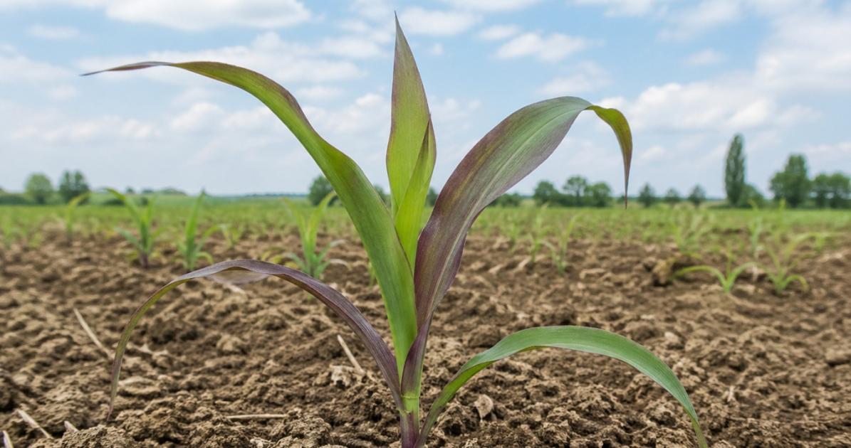 Most döntöttek: akár 18 millió forint adható műtrágya és gázolaj vásárlására Most döntöttek: akár 18 millió forint adható műtrágya és gázolaj vásárlására