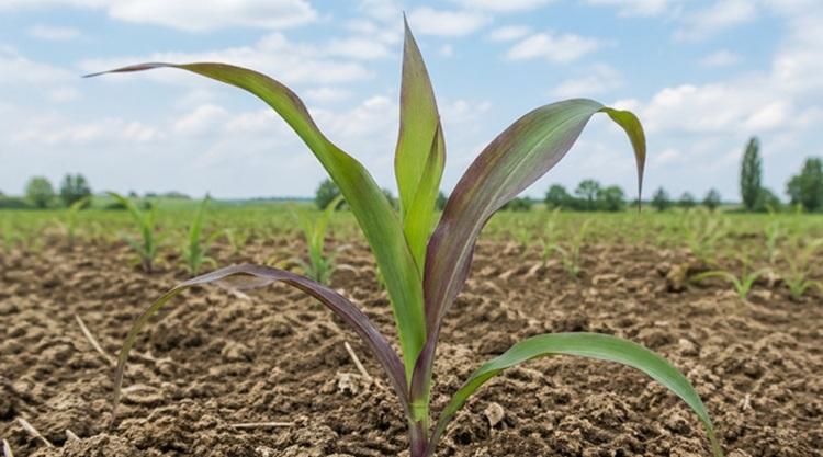 Igénylőnként 18 millió forint támogatás is kifizethető - ha bírja a tagállam költségvetése