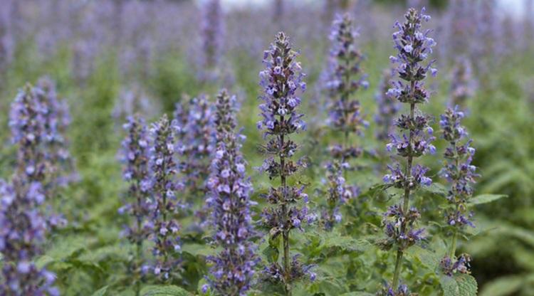Akát két hónapon át is virágzik az azték zsálya