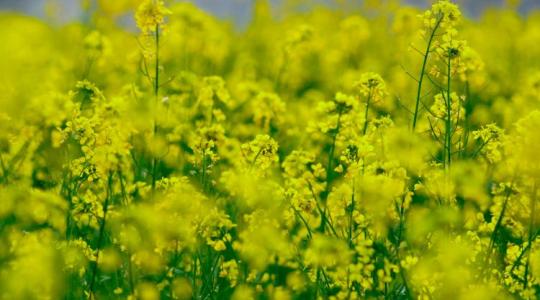 A szél és a szárazság a fagy legjobb szövetségese: most dől el a termés sorsa