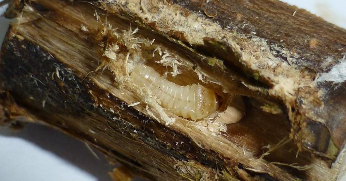 Potyautas károsítók miatt szigorítanak az ellenőrzéseken Potyautas károsítók miatt szigorítanak az ellenőrzéseken