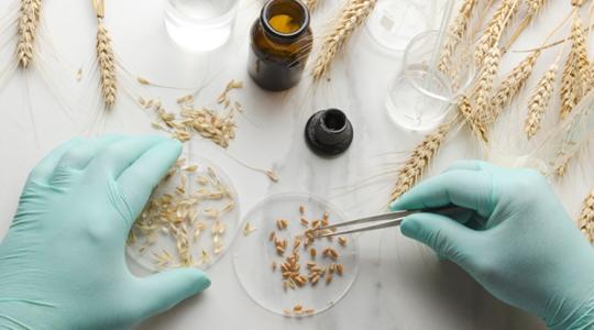 Finisben a szabályozás, ami átalakítja a jövő vetőmagpiacát