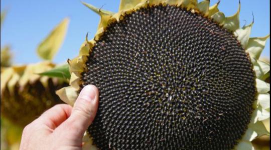 Készüljön a 2026-os szezonra KWS napraforgóhibridekkel