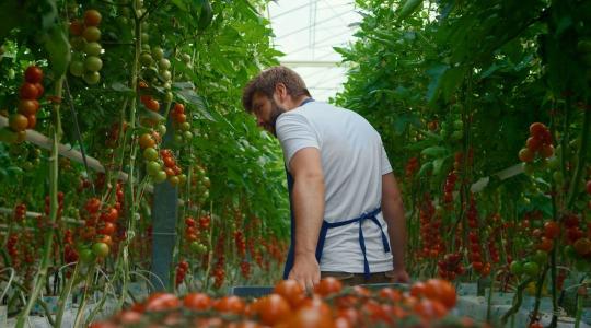 Vendégmunkás-függőség: már a marokkói paradicsomot is szubszaharaiak szedik