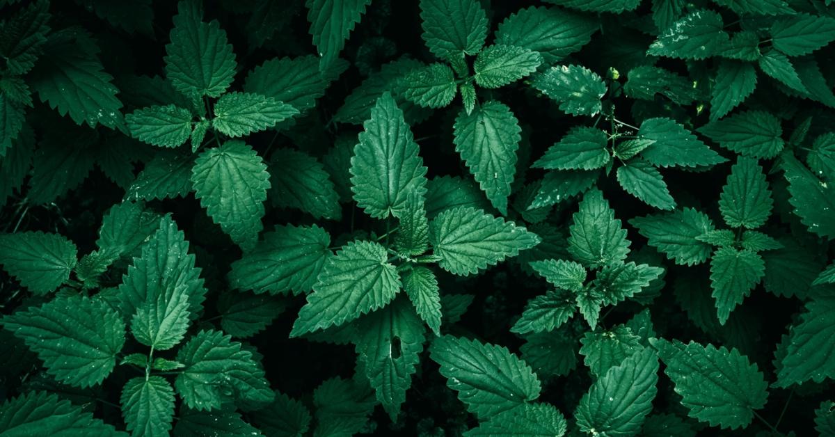 Csalán a kertben: a paradicsom és a burgonya meg fogja hálálni