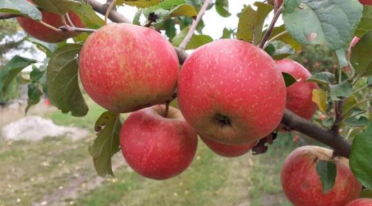 Nem csitul az almaügy – de vajon kinek van igaza?