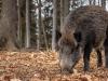 Terjed az afrikai sertéspestis, a legnépszerűbb kerékpáros versenybe is beleszólhat