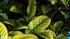 Sárgulnak a levelek? Nem biztos, hogy vízhiány okozza!
