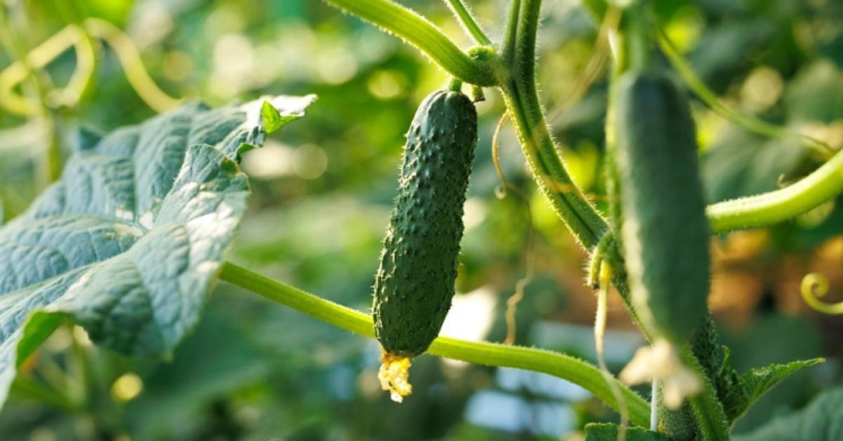 Az uborka virágai emiatt hullhatnak le még terméskötés előtt