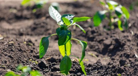 Ezért dobja le a virágát a paprika – és így hozhatod helyre