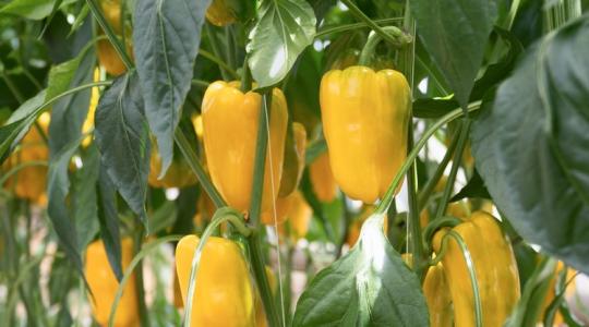 Meglepő ok miatt dobja le a virágát a paprika