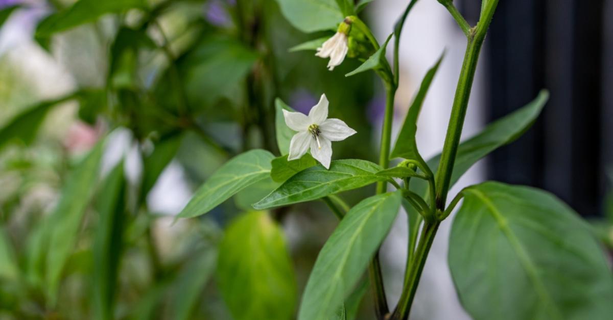 Meglepő ok miatt dobja le a virágát a paprika