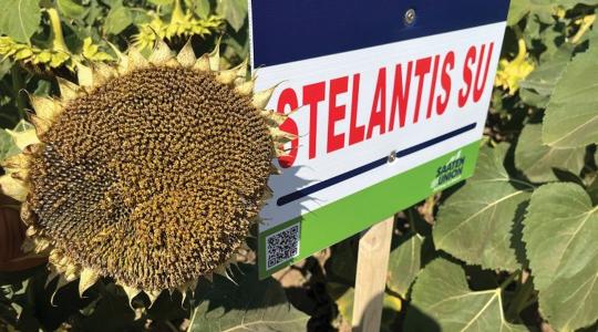 Stabilitás és rugalmasság: ez a modern napraforgóhibridek ereje