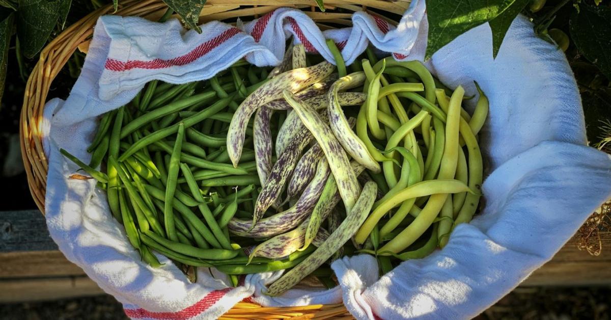 Zöldbab vetése: mikor és hogyan érdemes elkezdeni, hogy sok hüvelyt hozzon?