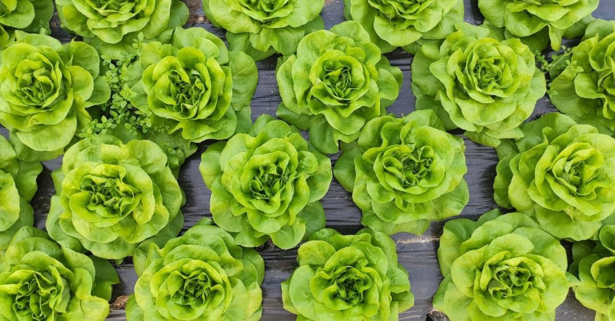 Saláta vetése: mikor lesz gyorsan fejlődő és zsenge a termés?