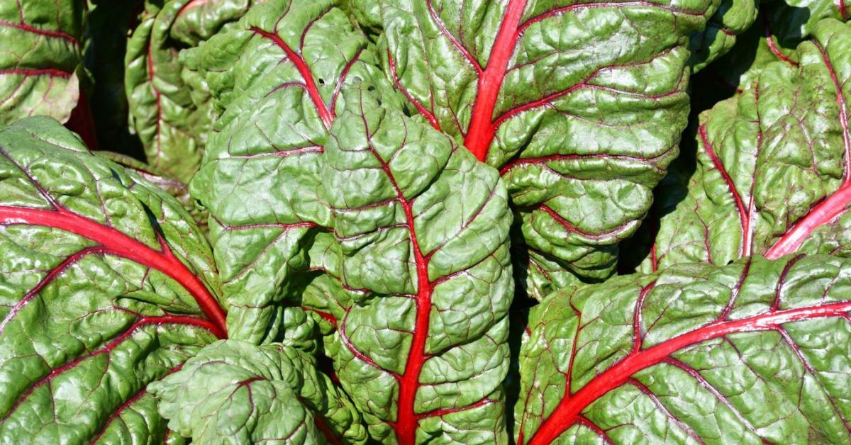 Mángold vetése: kevés munka, hosszú szedési idő – így csináld Mángold vetése: kevés munka, hosszú szedési idő – így csináld