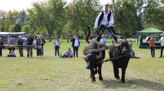 Bivalyokkal suttogó: a férfi, aki kezessé varázsolta a monstrumokat