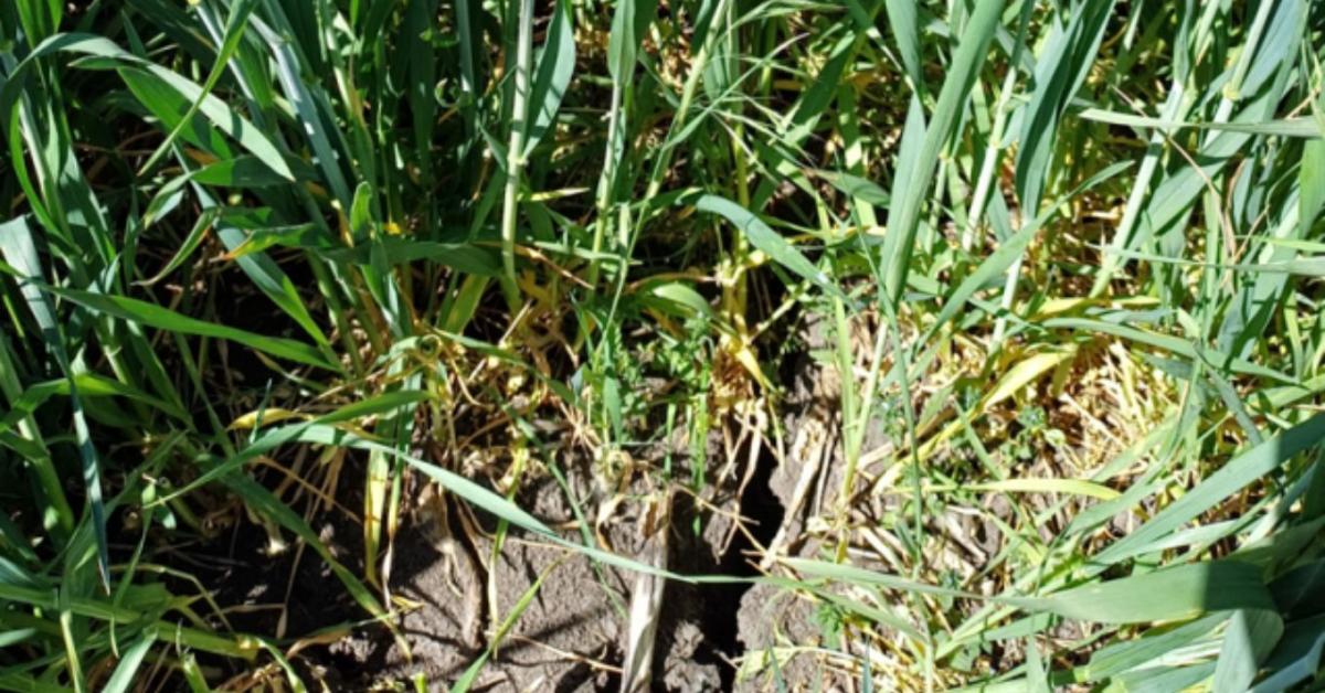 Agrometeorológia: Fagy után aszály – kettős stressz alatt a hazai növényállomány Agrometeorológia: Fagy után aszály – kettős stressz alatt a hazai növényállomány