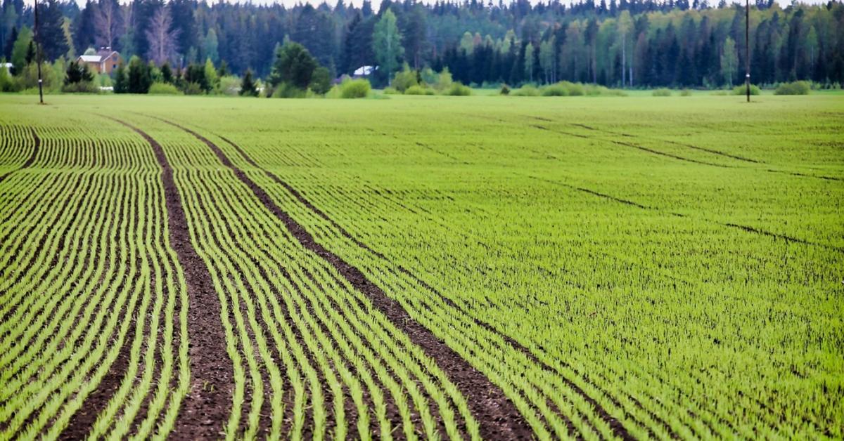 Vetési hajrá a magyar földeken Vetési hajrá a magyar földeken