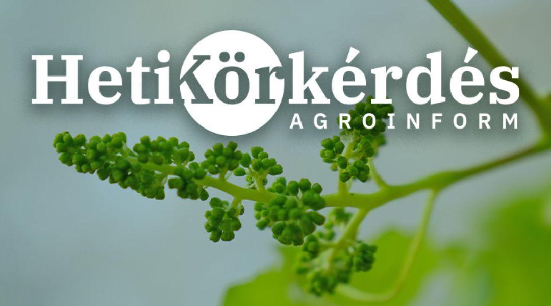 Aktuális növényvédelmi teendők a szőlőben – Heti Körkérdés