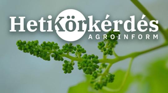 Aktuális növényvédelmi teendők a szőlőben – Heti Körkérdés