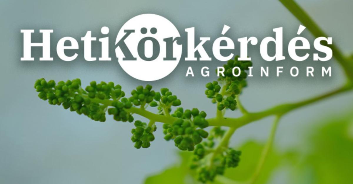 Aktuális növényvédelmi teendők a szőlőben – Heti Körkérdés Aktuális növényvédelmi teendők a szőlőben – Heti Körkérdés