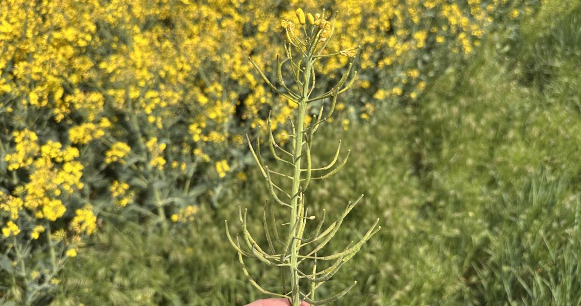 7,2 tonnás repce: Mit tanulhatunk belőle a magyar klímán?