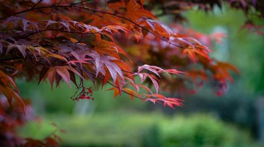 Japán juhar gondozása: erre figyelj, hogy ne perzselődjön a levele