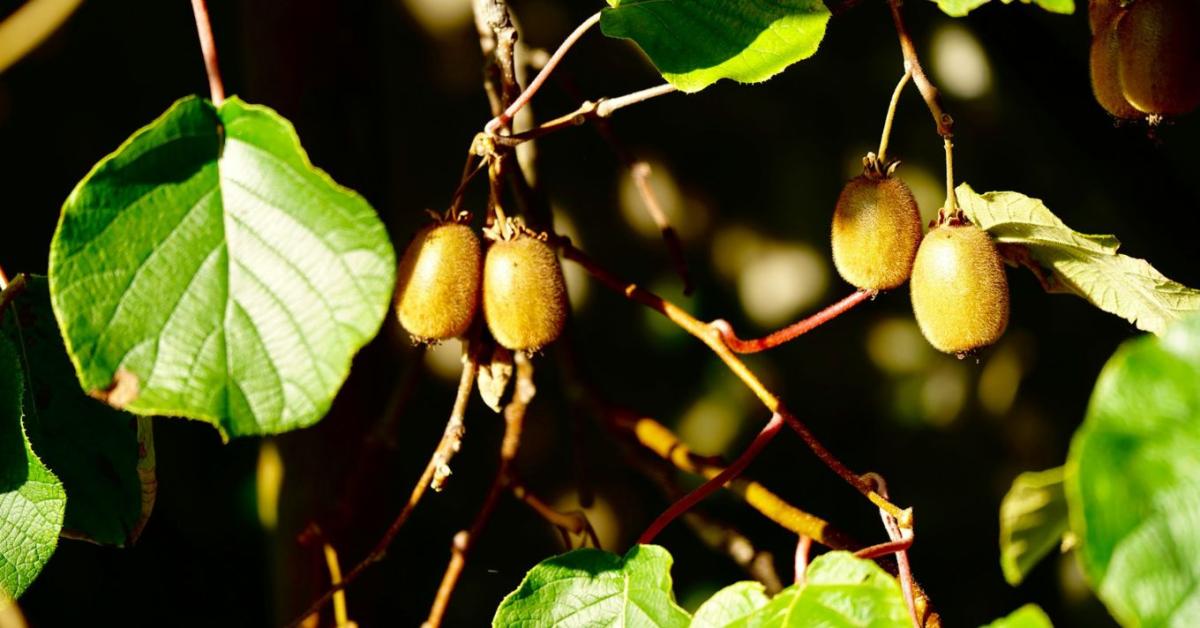 Kivi metszése: ezen múlhat, lesz-e termésed Kivi metszése: ezen múlhat, lesz-e termésed