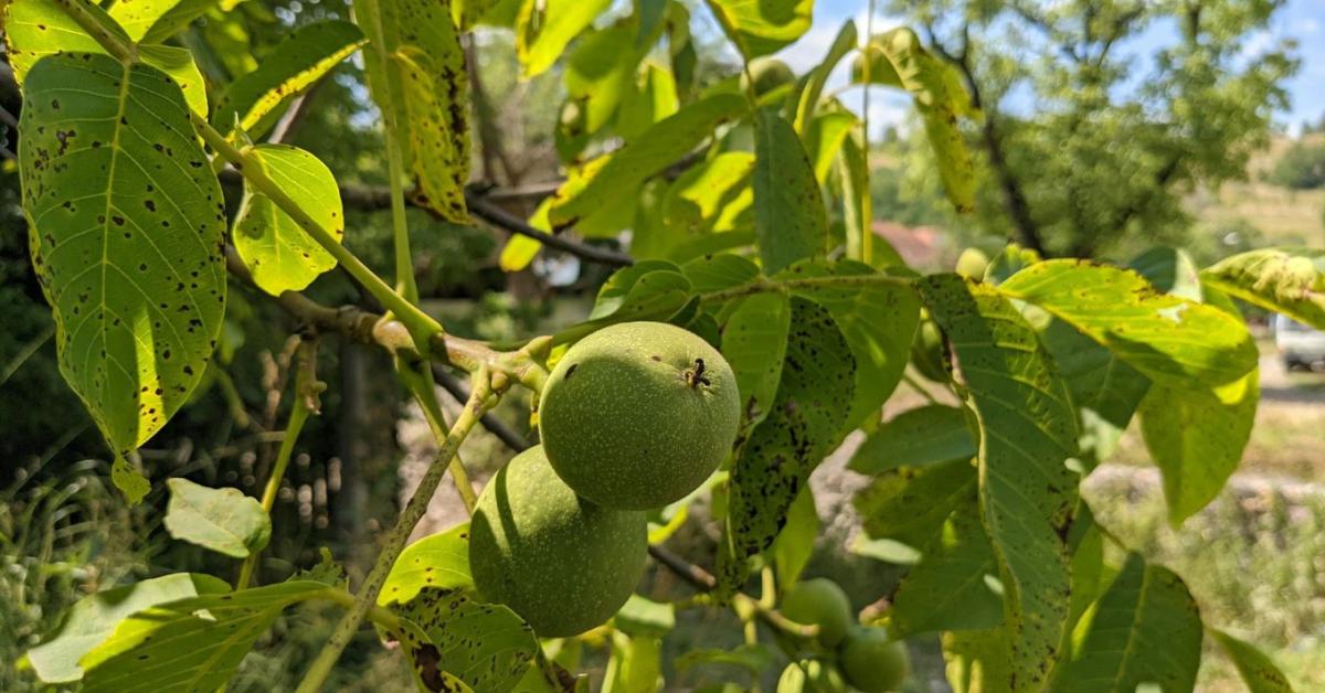 Diófa metszése: mikor biztonságos, és mi az, amit nem szabad levágni?
