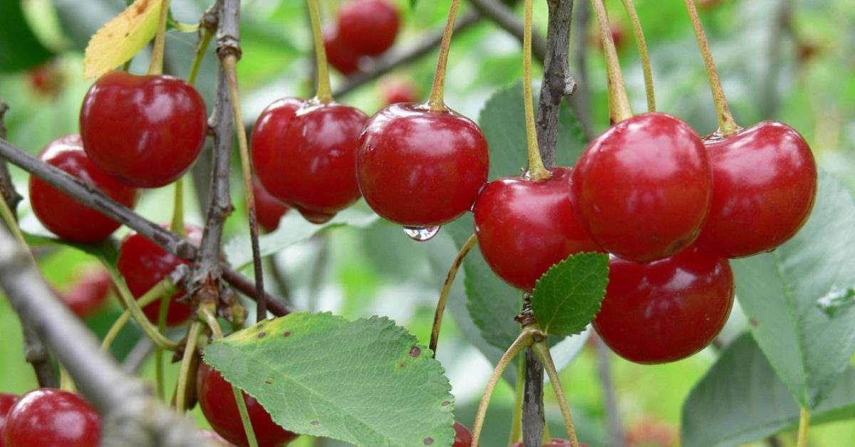 Meggyfa metszése: így marad egészséges és bőtermő a fa