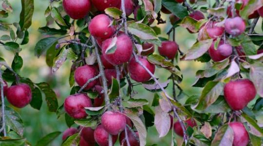 Még egyszer, utoljára az almáról