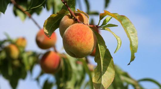 Őszibarack metszése: ezt sokan rosszul időzítik tavasszal Őszibarack metszése: ezt sokan rosszul időzítik tavasszal