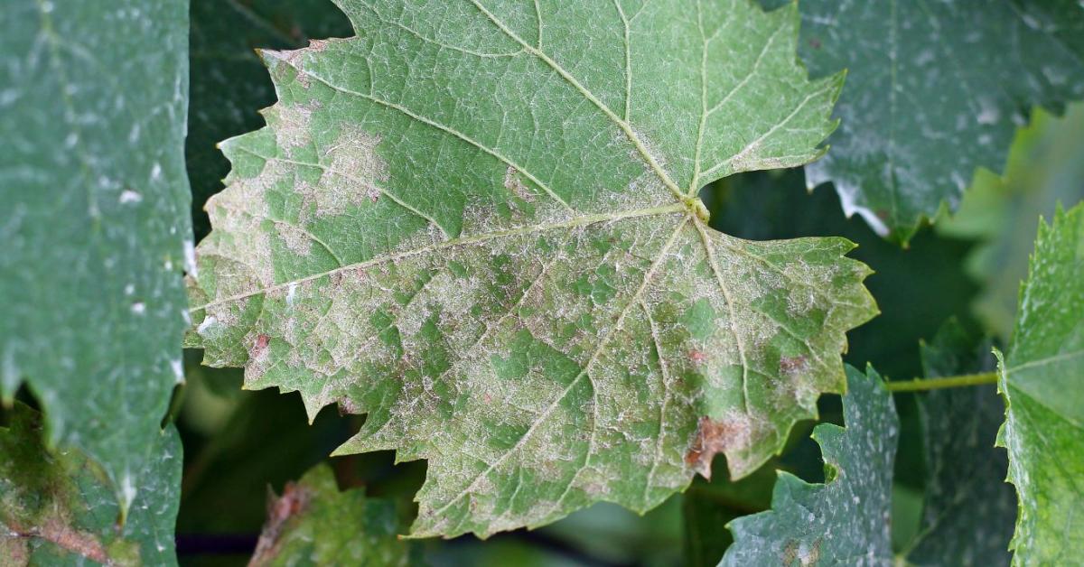 Peronoszpóra ellen: így védekezhetsz időben a kertben Peronoszpóra ellen: így védekezhetsz időben a kertben