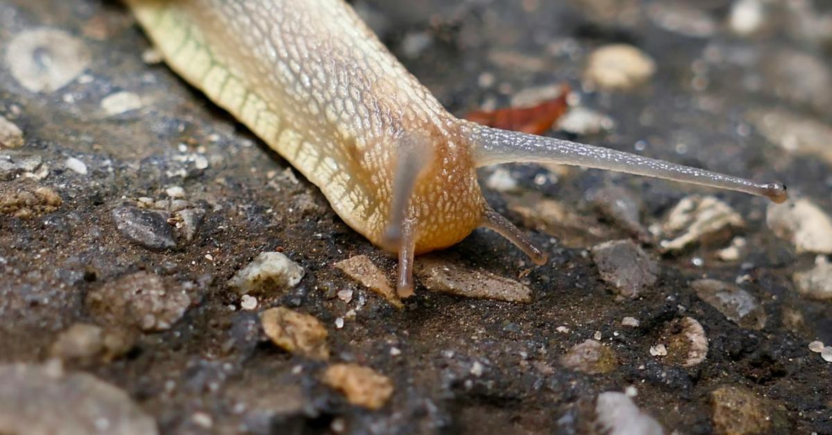 Csigacsapda házilag: melyik működik, és mitől térnek vissza a csigák? Csigacsapda házilag: melyik működik, és mitől térnek vissza a csigák?