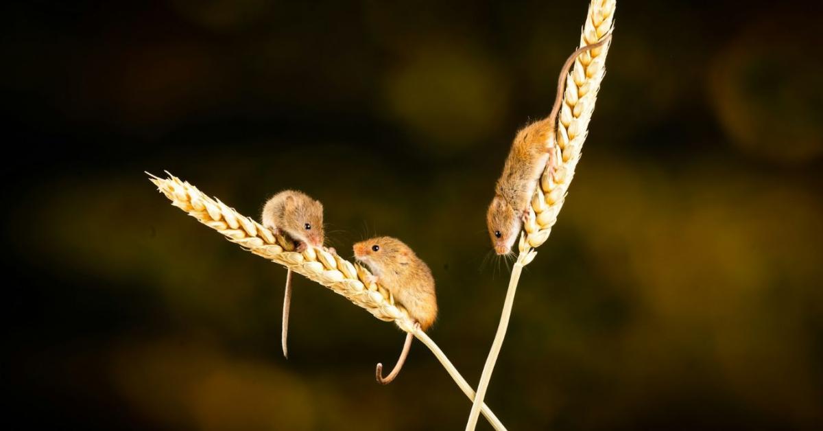 Egér a kertben: így előzheted meg, hogy beköltözzön a házba