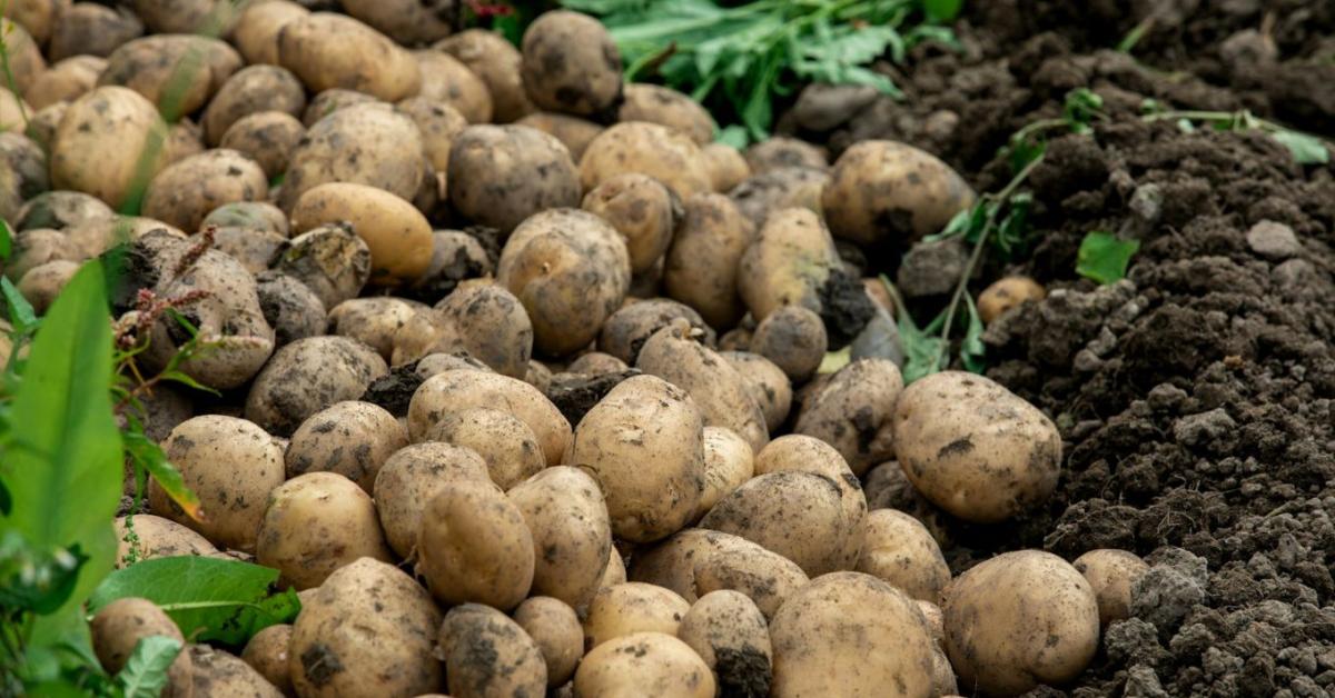 Burgonya tárolása: így nem csírázik és nem zöldül meg túl hamar Burgonya tárolása: így nem csírázik és nem zöldül meg túl hamar