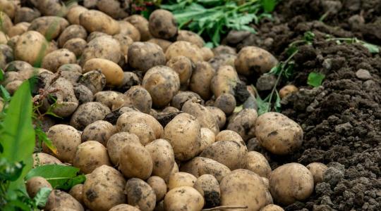 Burgonya tárolása: így nem csírázik és nem zöldül meg túl hamar Burgonya tárolása: így nem csírázik és nem zöldül meg túl hamar