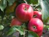 Eredményes almaültetvény-védelem Sumi Agro technológiával