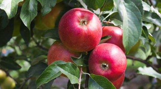 Eredményes almaültetvény-védelem Sumi Agro technológiával