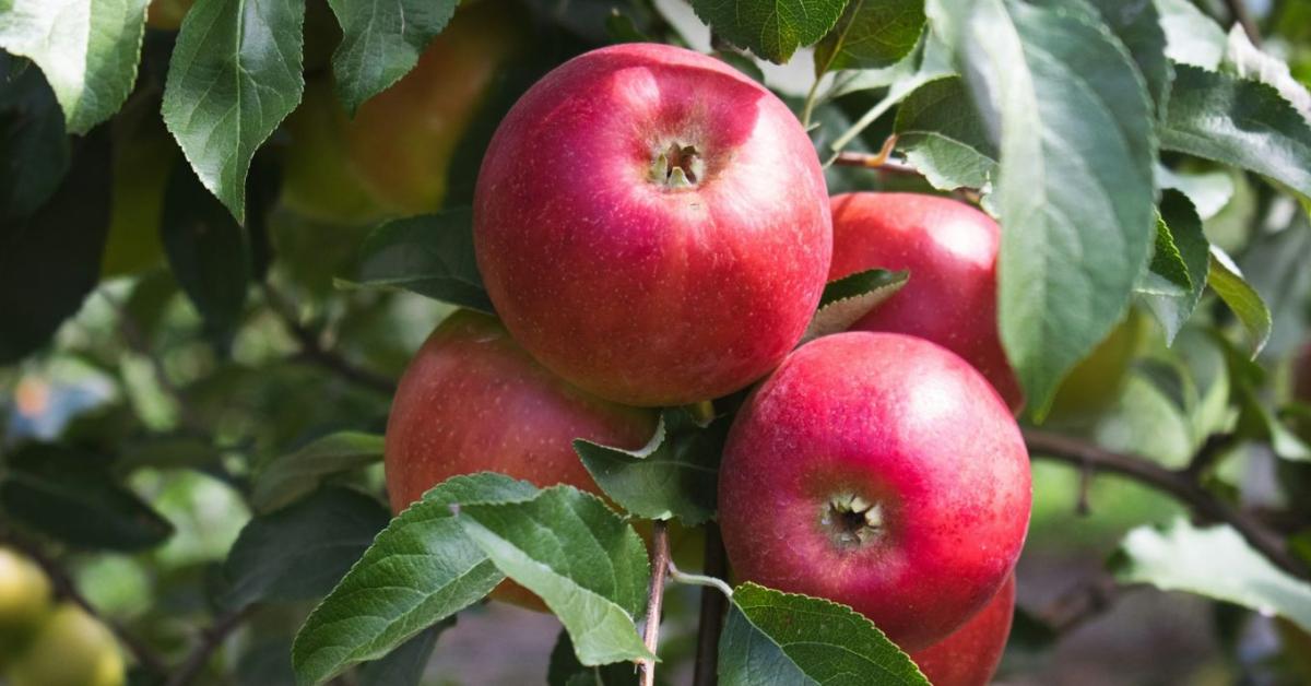 Eredményes almaültetvény-védelem Sumi Agro technológiával