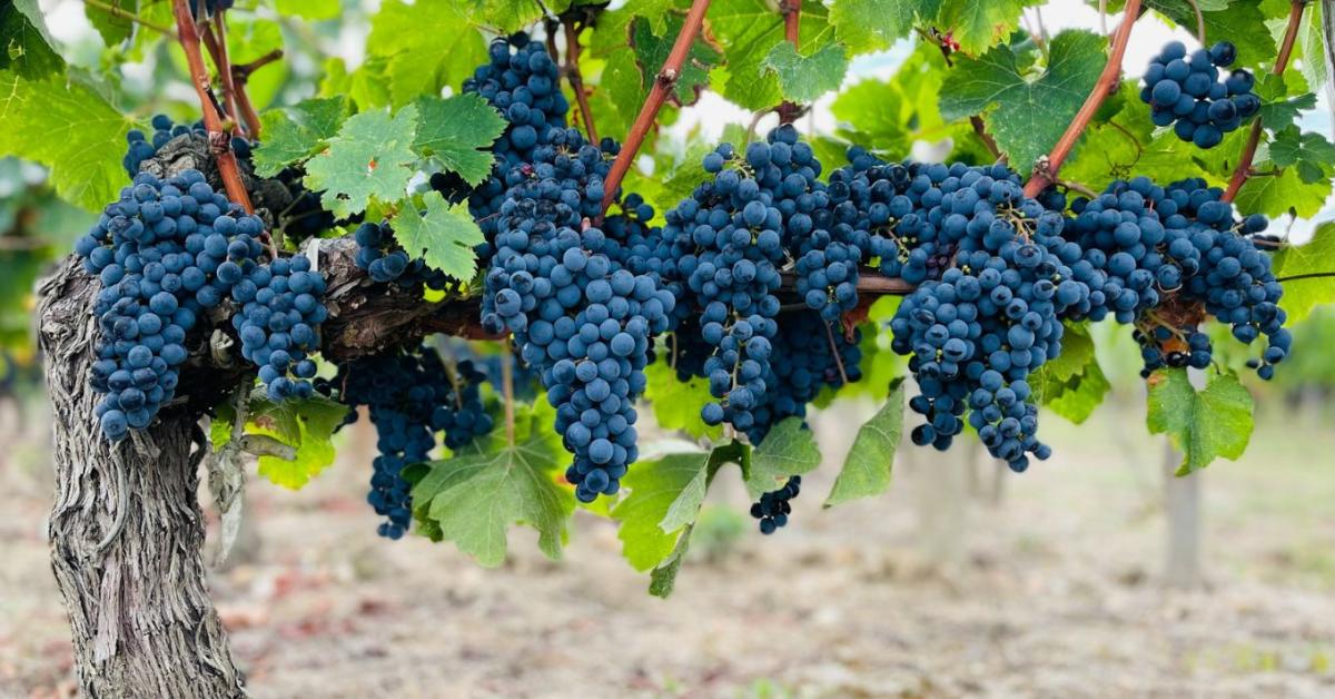 A növekvő termesztési kihívásokra, célzott növényvédelmi válaszok kellenek A növekvő termesztési kihívásokra, célzott növényvédelmi válaszok kellenek
