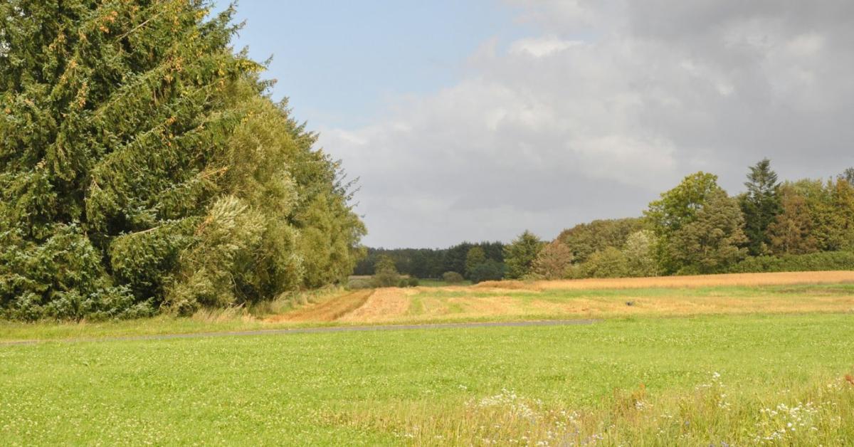 Miért létfontosságúak az erdőszegélyek? Miért létfontosságúak az erdőszegélyek?