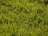 Ezt nézd meg először, ha foltosan pusztul a gyep