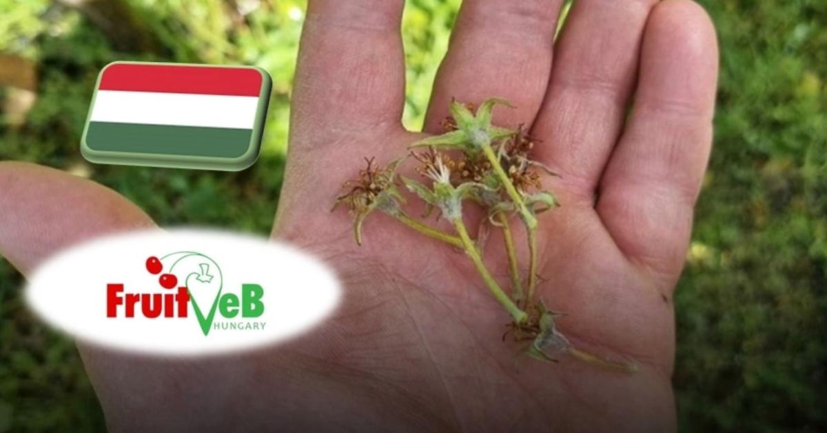 Mekkora a baj a gyümölcsösökben? Most bárki segíthet tisztázni a helyzetet Mekkora a baj a gyümölcsösökben? Most bárki segíthet tisztázni a helyzetet