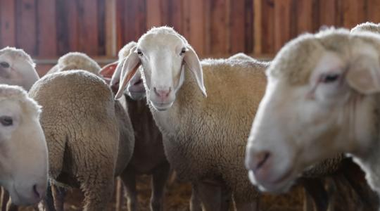 Egyre közelebb a juh- és kecskehimlő: résen kell lenniük a gazdáknak